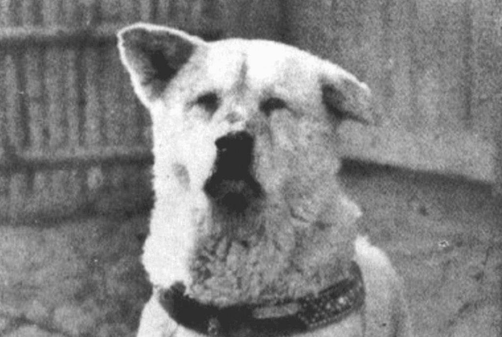 A emocionante história de Hachiko, o cão mais leal do mundo