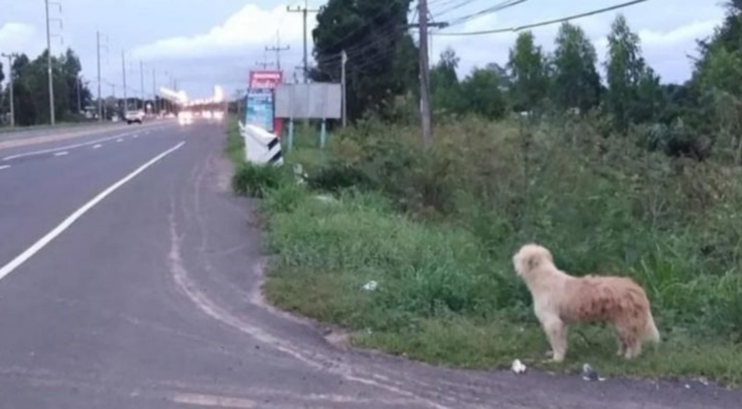 Cachorro espera 4 anos na mesma estrada para reencontrar o dono, sua lealdade é comovente