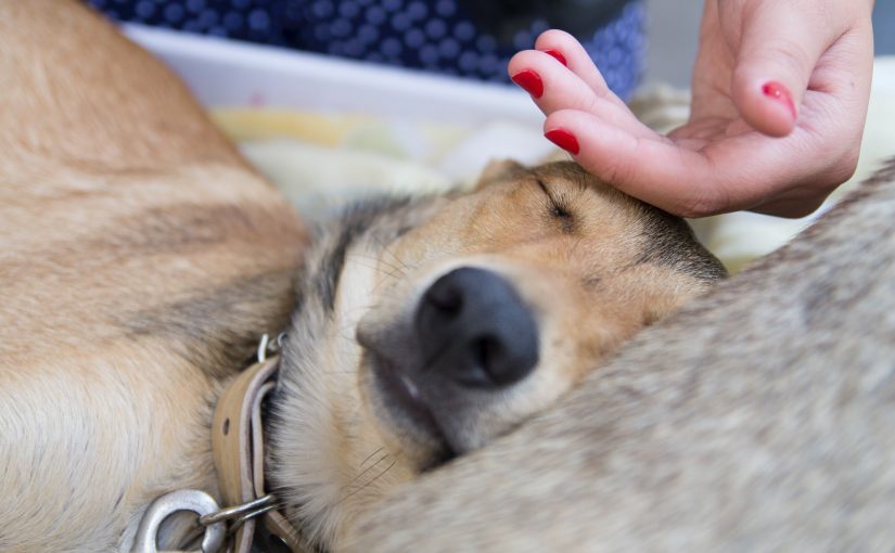 Cães e humanos têm vínculo magnífico, de um simples contrato de serviços ao amor