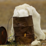 Fotógrafos ficam abalados ao ver urso polar passando fome