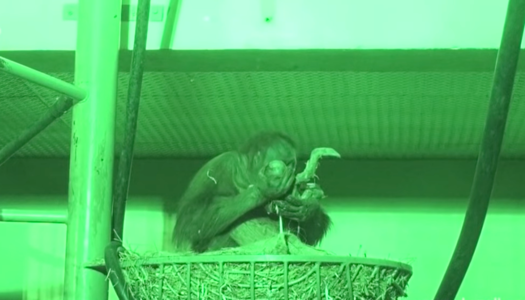 Orangotango dá à luz diante das câmeras e mostra bebê ao guarda do zoológico