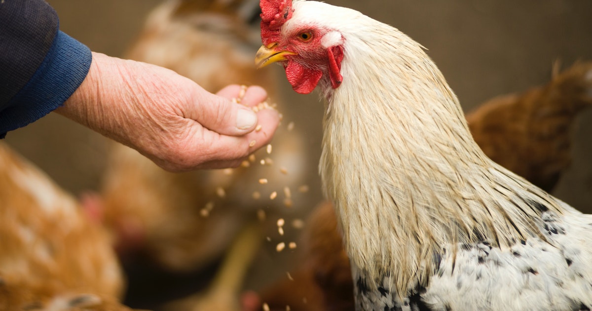 7 coisas que ninguém te conta sobre criar galinhas