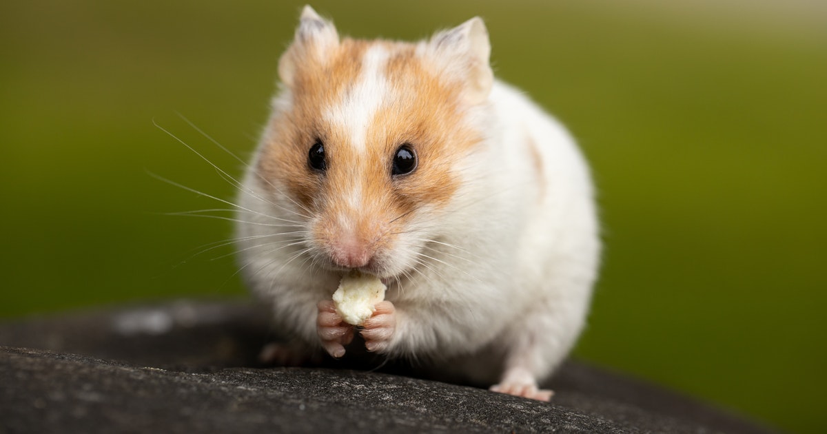 7 motivos pelos quais os hamsters são ótimos animais de estimação