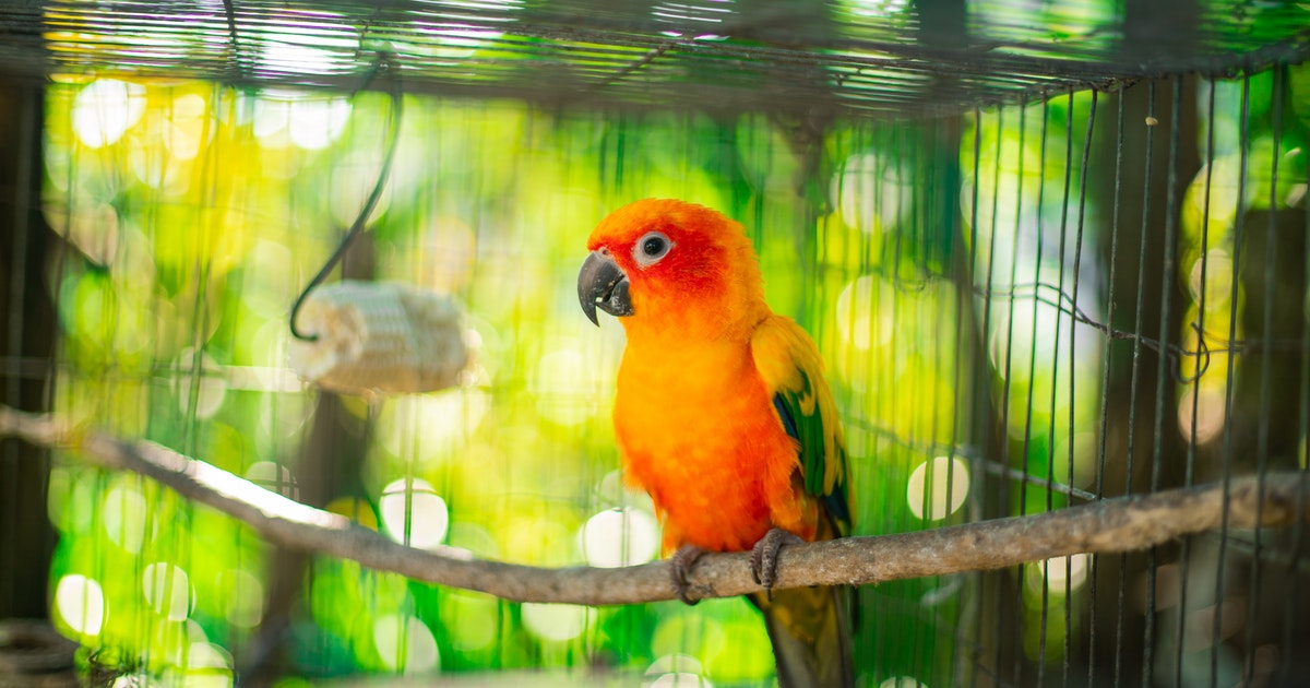 7 motivos pelos quais os pássaros são ótimos companheiros do lar