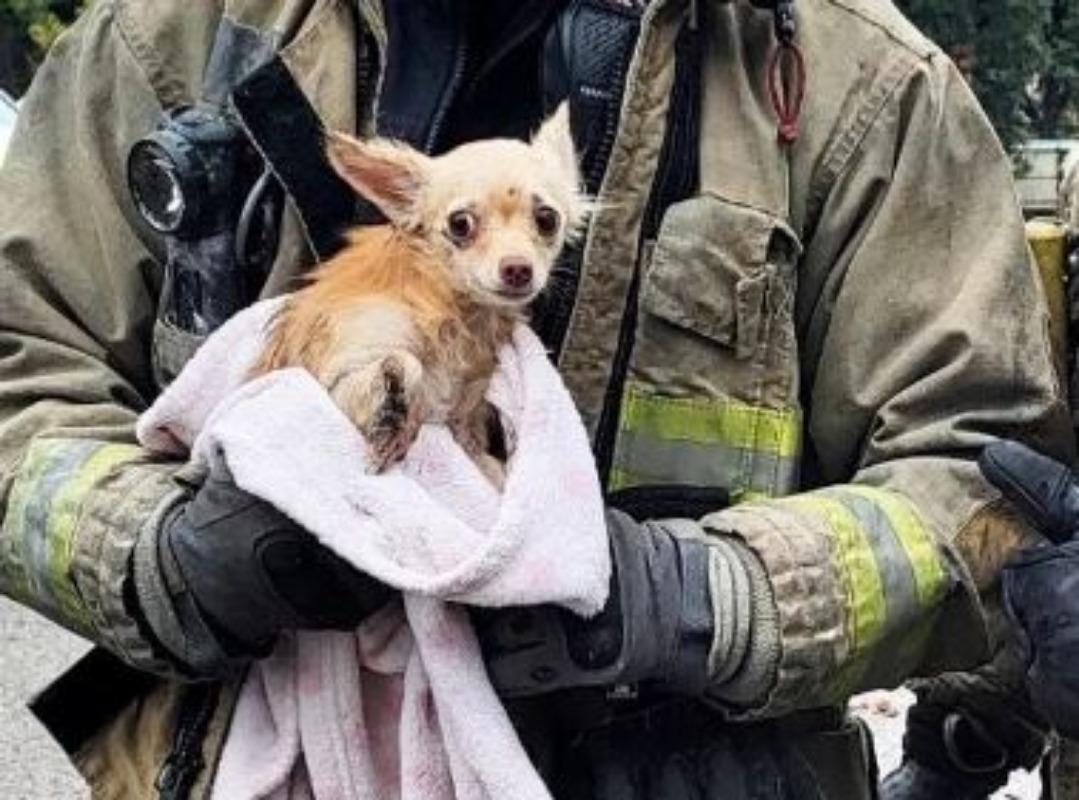Cão desaparecido desde o Halloween é resgatado de um bueiro por bombeiros