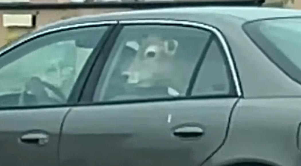 Em Wisconsin uma vaca foi avistada passando pelo Drive-Thru do McDonald's