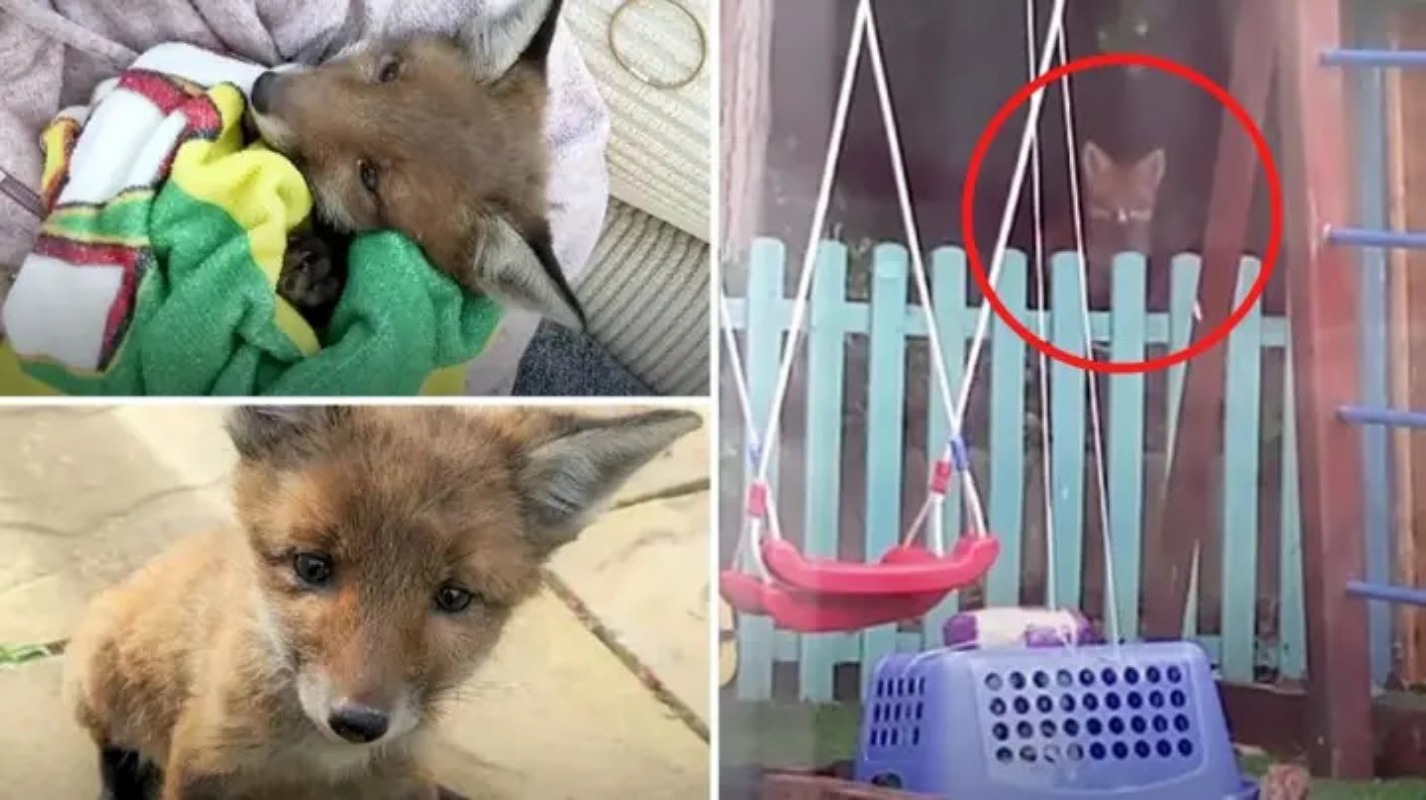 Família resgata um filhote de raposa e encontra uma maneira genial de reuni-lo com sua mãe