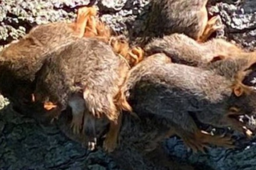 Polícia é chamada para ajudar a desembaraçar sete esquilos bebês depois que suas caudas foram amarradas.