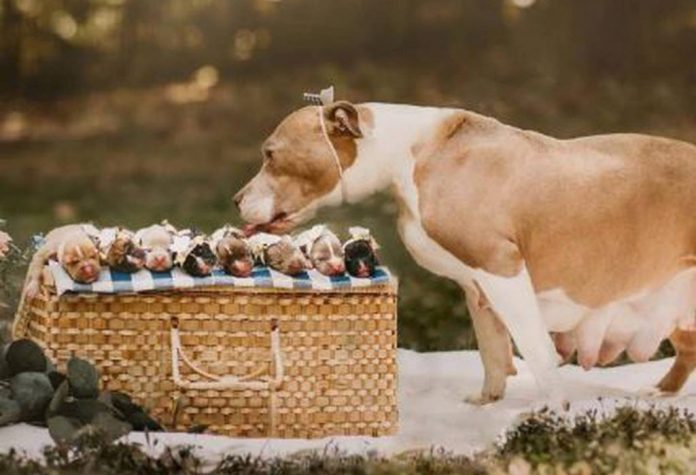 Adorável sessão de fotos de maternidade de cachorra salva de abandono