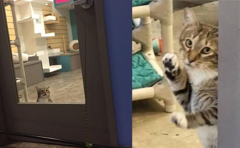 Gato de abrigo é colocado em confinamento solitário por várias vezes deixar outros gatos sair