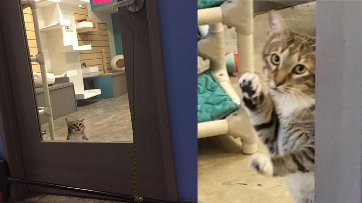 Gato de abrigo é colocado em confinamento solitário por várias vezes deixar outros gatos sair