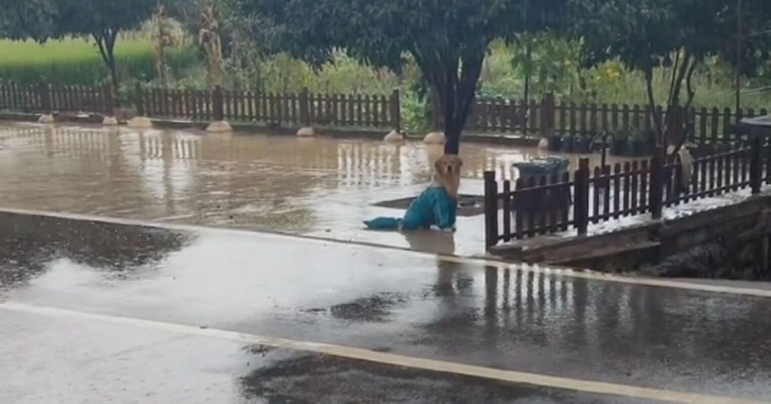 Golden retriever fica sentado na chuva por duas horas após o dono pregar uma peça no pobre cachorro