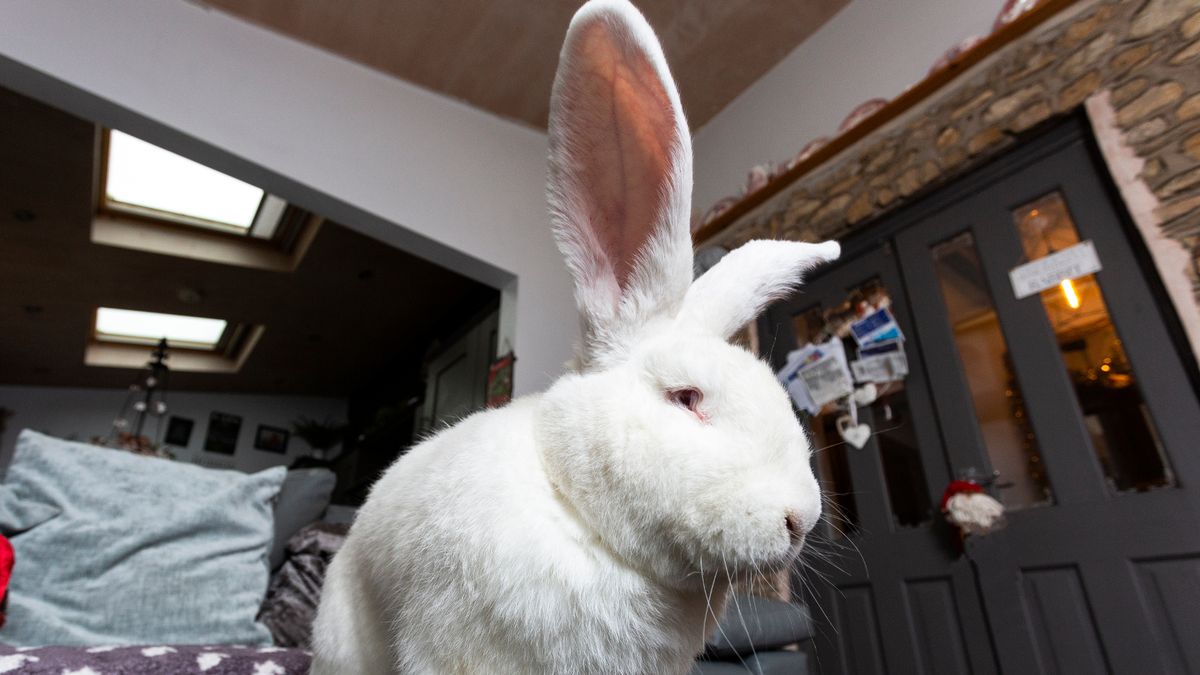 'Meu coelho de estimação gigante de 9kg adora assistir séries na TV e tem seu próprio quarto'