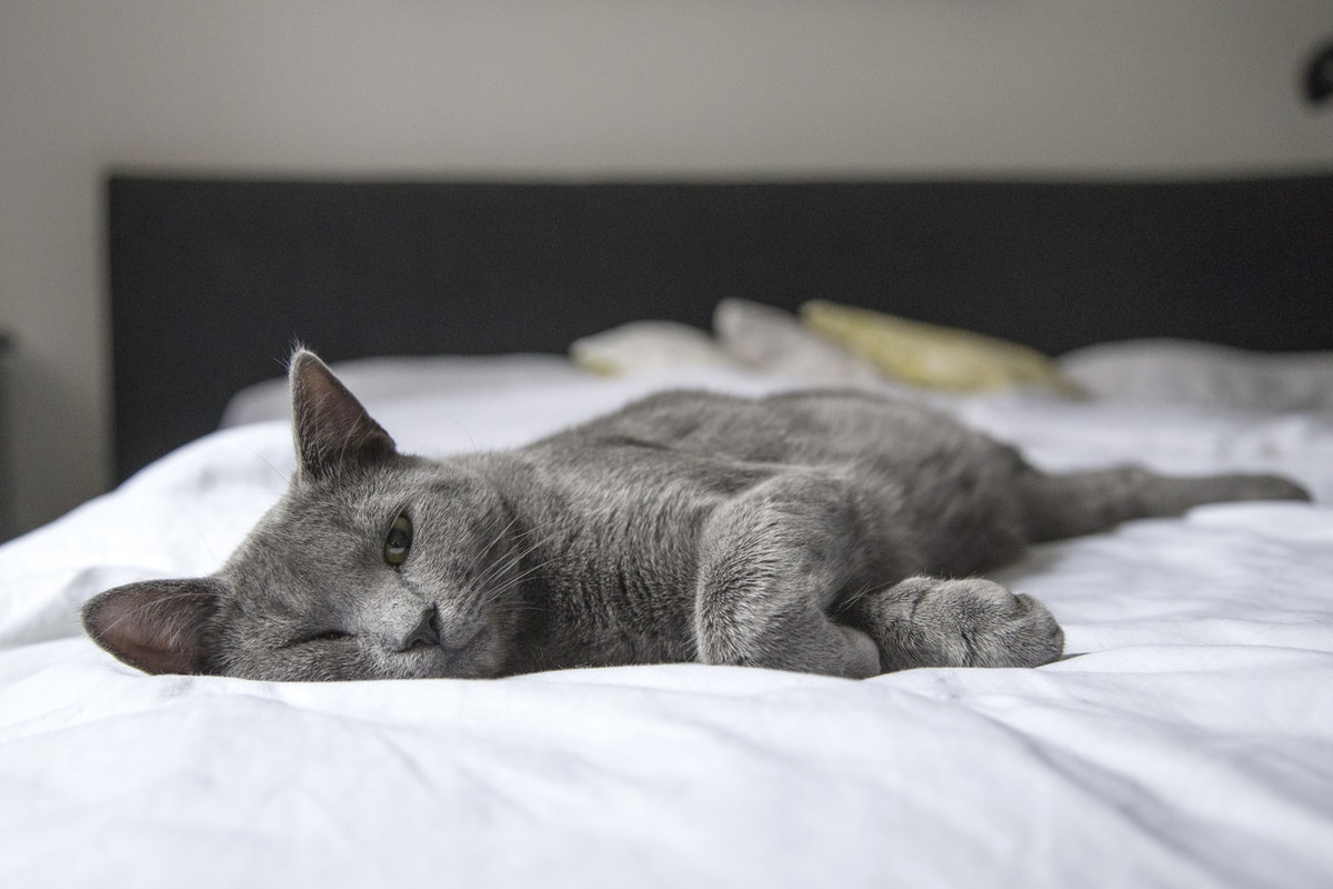 Se você é daqueles que dormem com o gato, talvez devesse repensar
