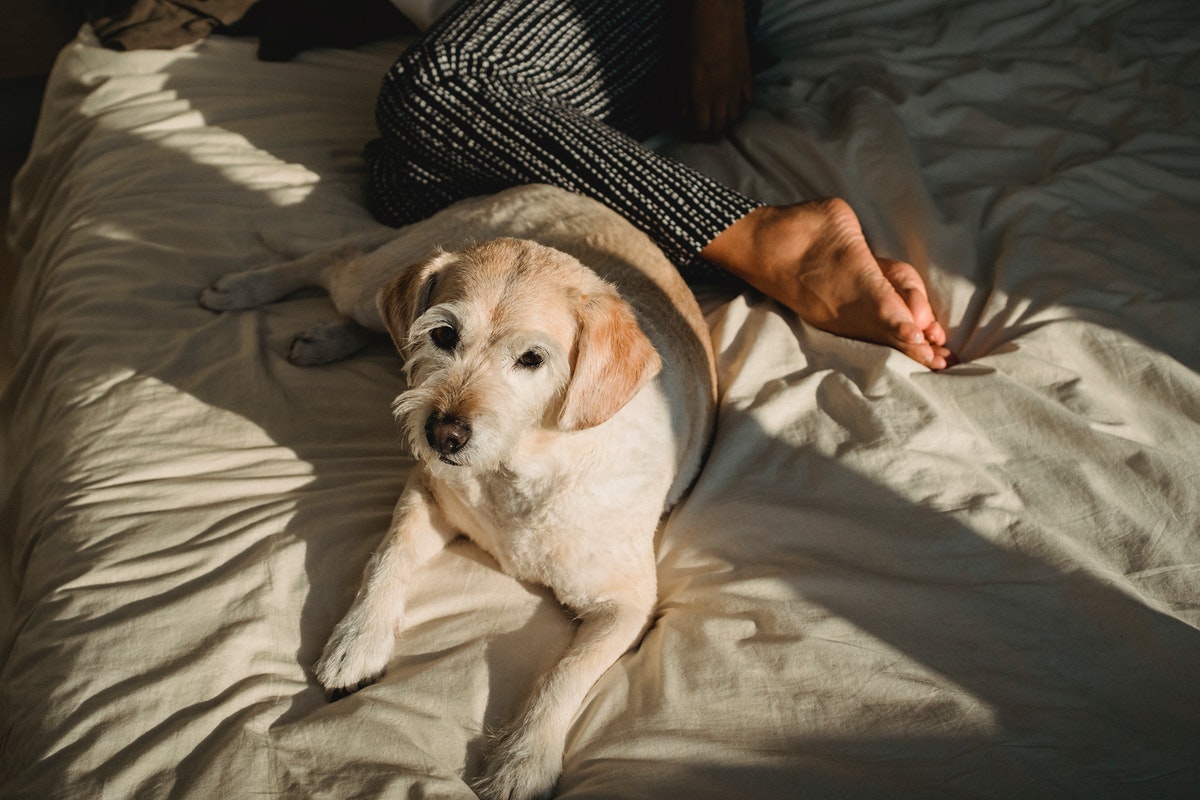 5 razões pelas quais você não deve dormir na mesma cama que seu animal de estimação