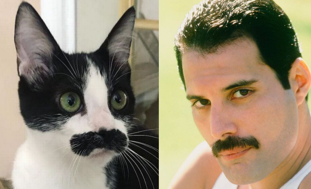 Gato com bigode que parece o Freddie Mercury conquista o coração das pessoas