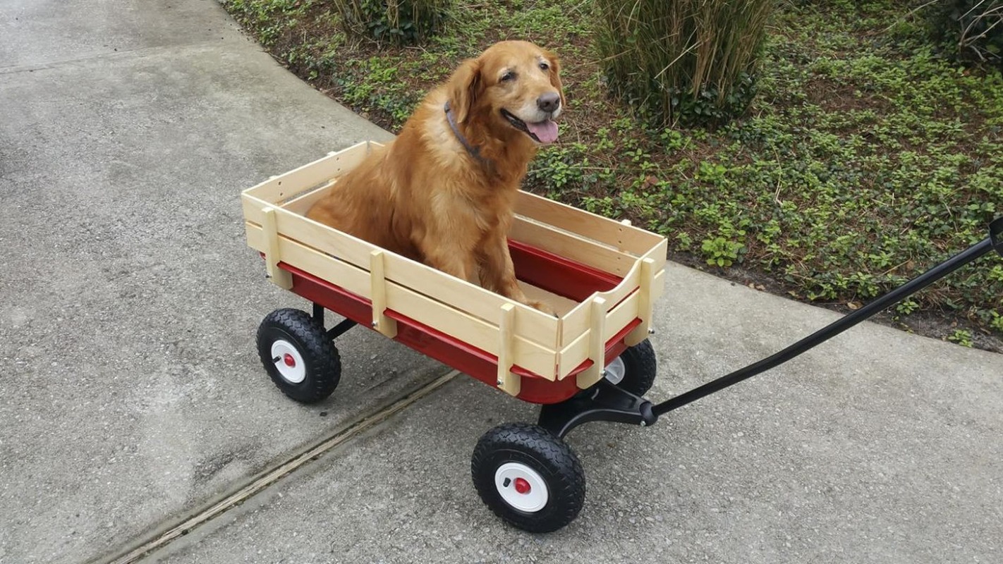 Vídeo emocionante mostra vizinhos dando um carrinho para cachorro com dificuldades de andar