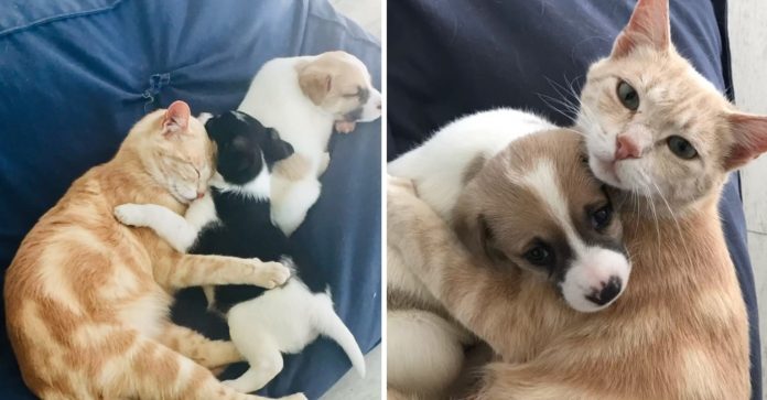 Gata que perdeu seus filhotes adotou 3 cachorrinhos como se fossem seus, são uma família