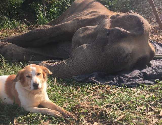 Emocionante história de cão que se recusa a abandonar o seu amigo elefante nas suas últimas horas de vida